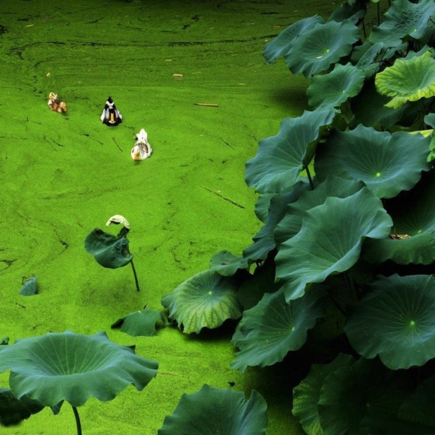 Sesame Duckweed Seeds: Grow Nature's Aquatic Wonder Easily​