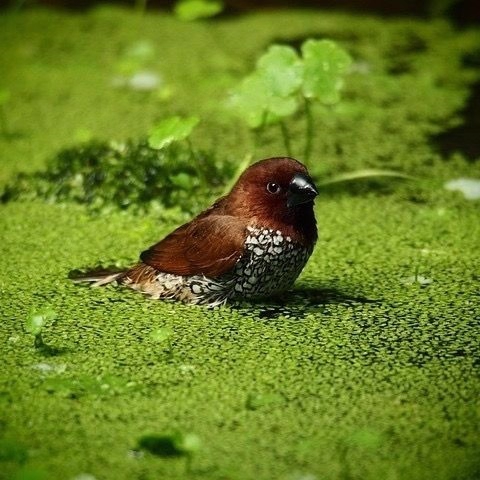 Sesame Duckweed Seeds: Grow Nature's Aquatic Wonder Easily​