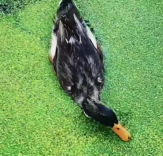 Sesame Duckweed Seeds: Grow Nature's Aquatic Wonder Easily​