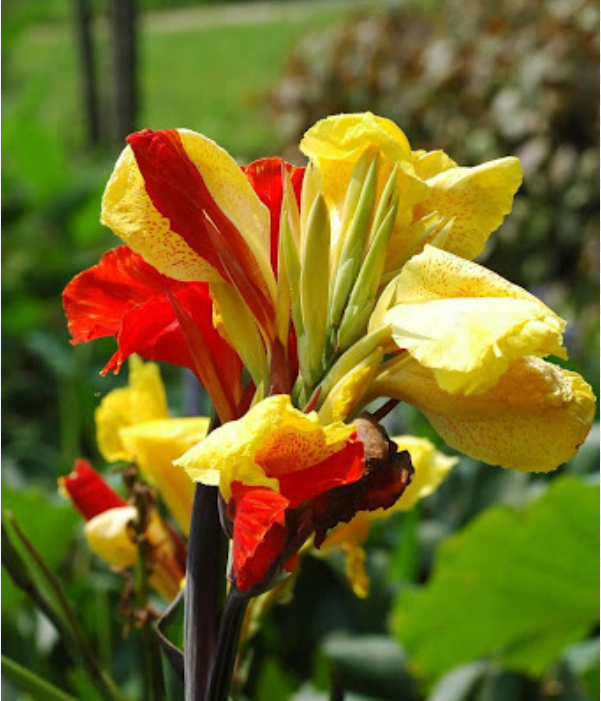 Canna Lily Seeds - Transform Your Garden with Vibrant Blooms 🌼