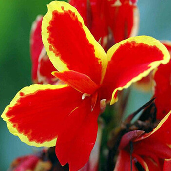 Canna Lily Seeds - Transform Your Garden with Vibrant Blooms 🌼