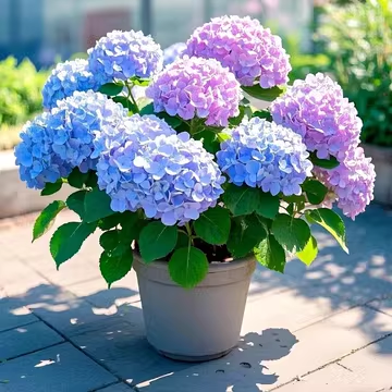 Hydrangea Seeds - Embrace the Beauty of Sincere Love 🌸💖