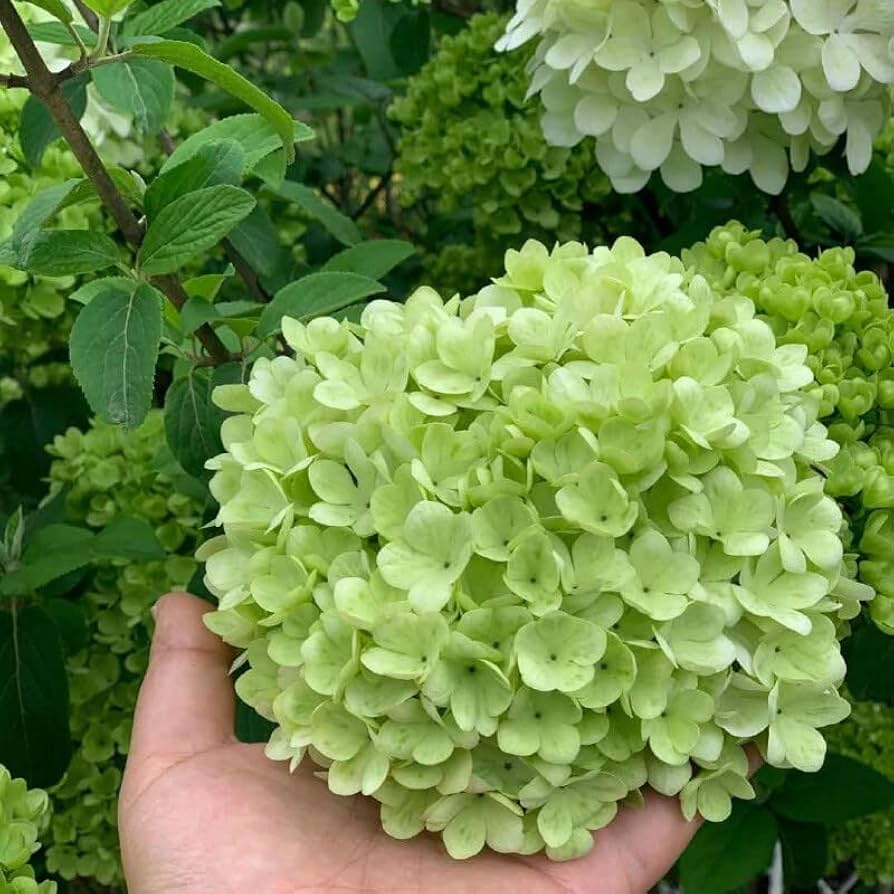 Hydrangea Seeds - Embrace the Beauty of Sincere Love 🌸💖