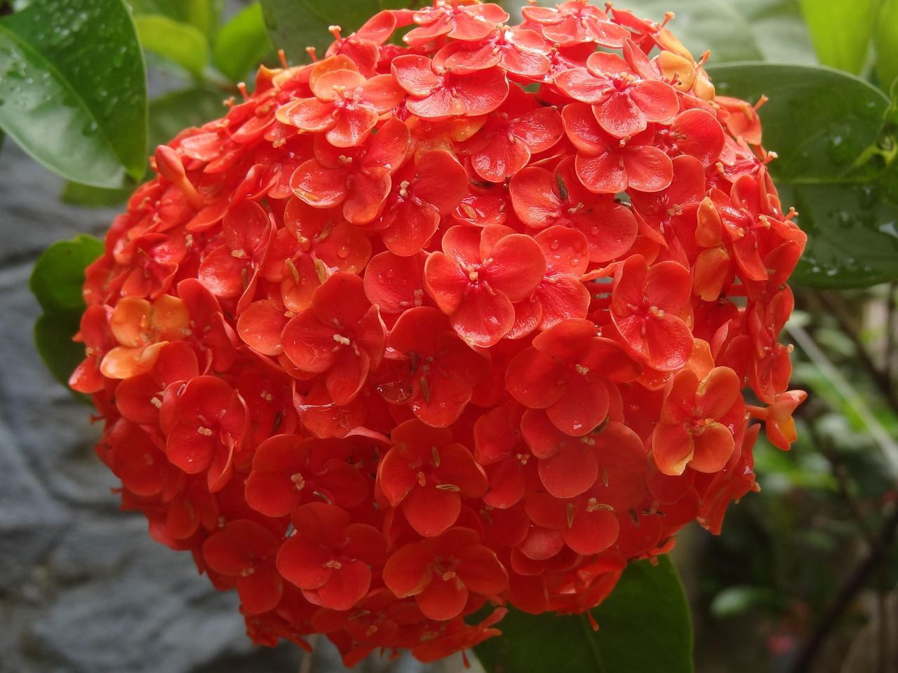 Hydrangea Seeds - Embrace the Beauty of Sincere Love 🌸💖