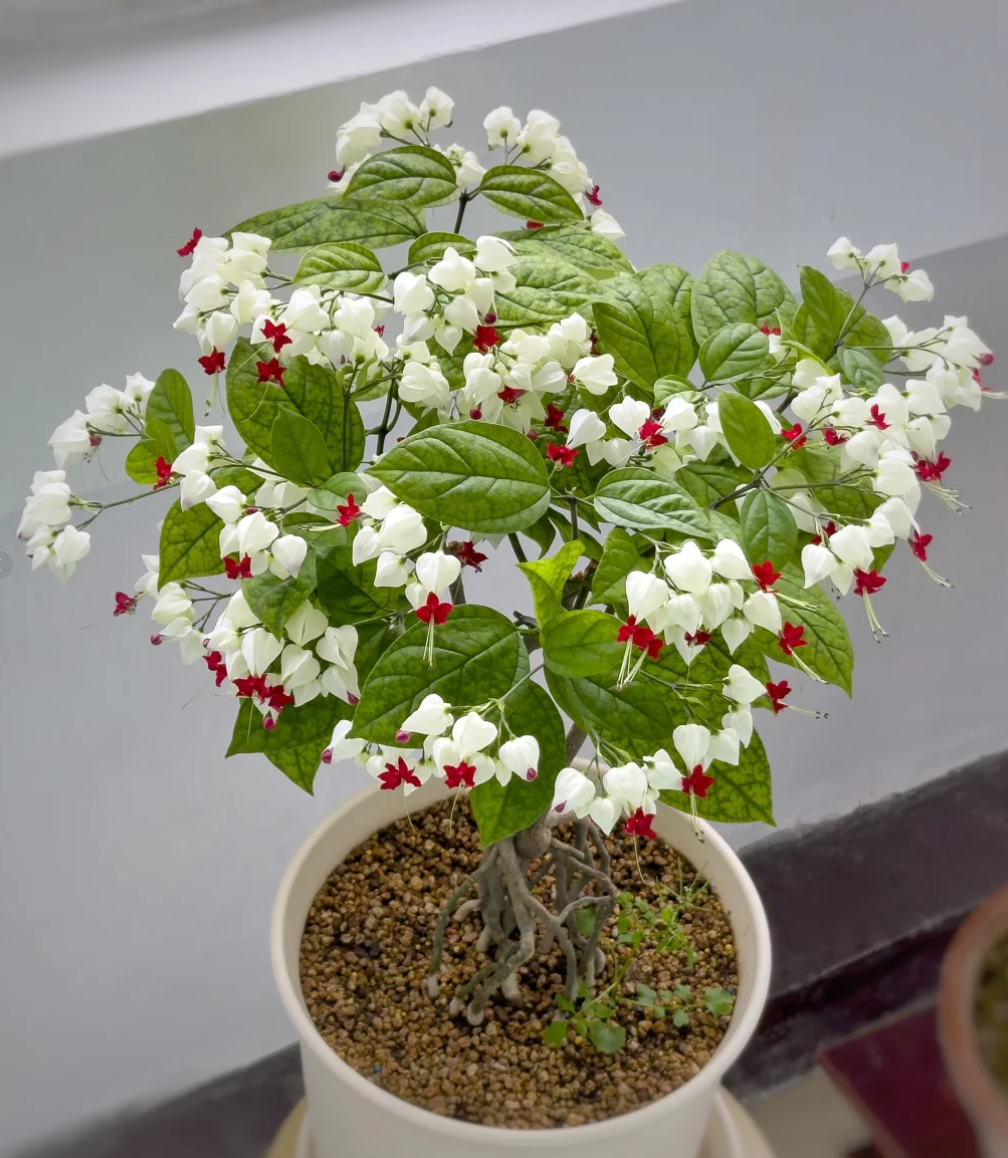 🍭​Heart-shaped lollipop Flower-Glory Tree Flower Seeds🍭