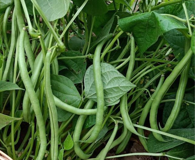 Food Security Seed Pack 10-Late Summer Starter Pack