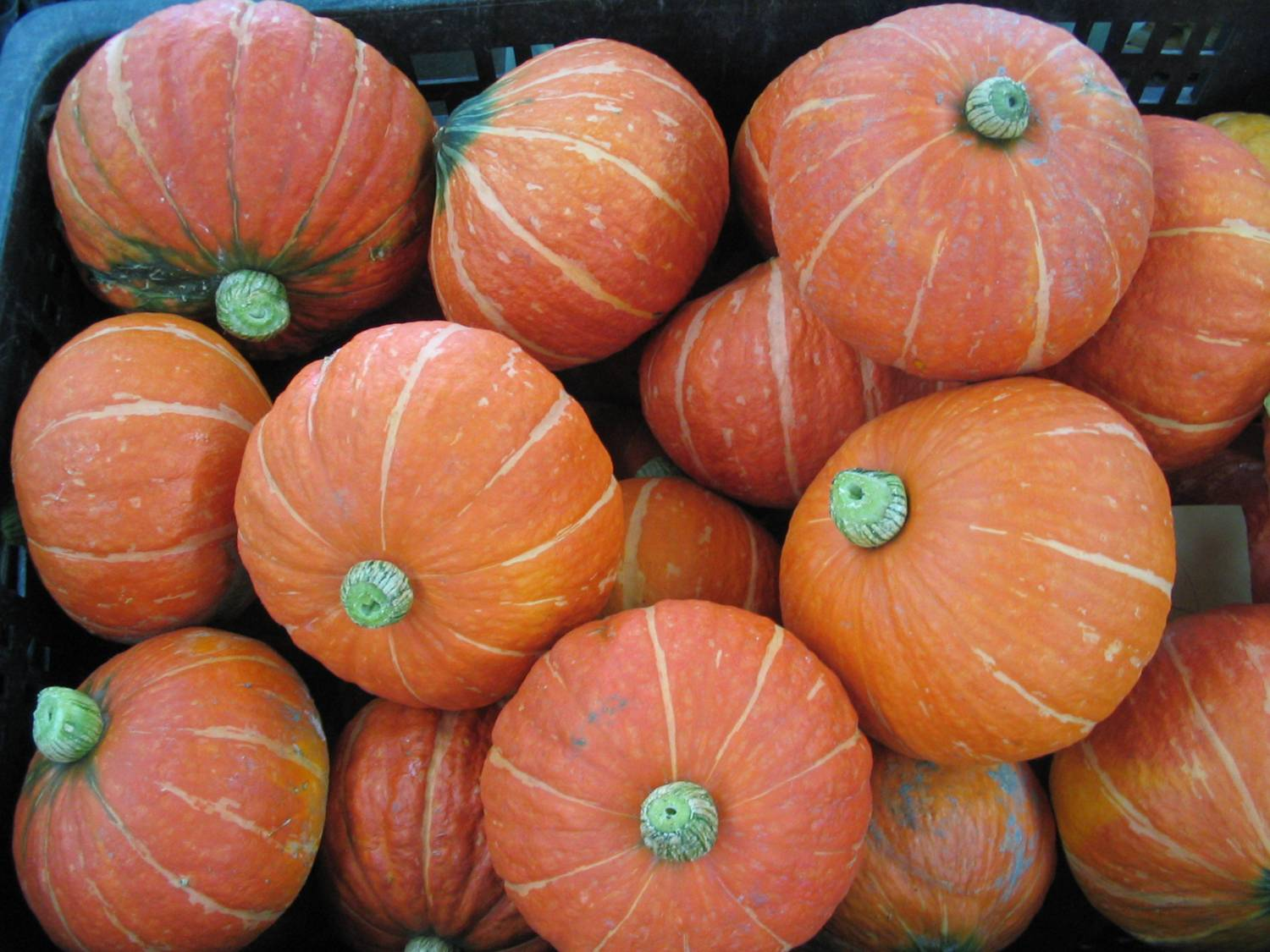 Food Security Seed Pack 10-Late Summer Starter Pack