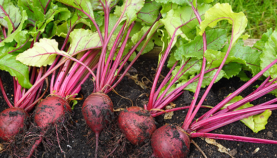 Food Security Seed Pack 10-Late Summer Starter Pack