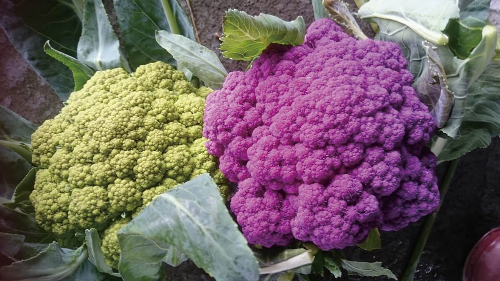 Food Security Seed Pack 10-Late Summer Starter Pack