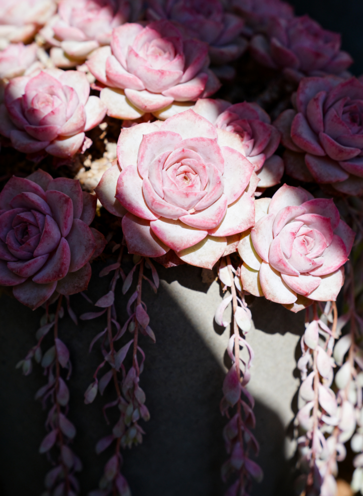 Pink Tassel Succulent Rose Seeds – Grow Your Dreamy Pink Cascading Blooms 🌸
