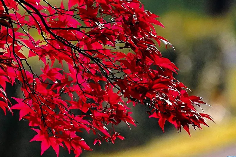 Sapphire Maple Tree Seeds – Grow Your Stunning Blue Foliage This Season!