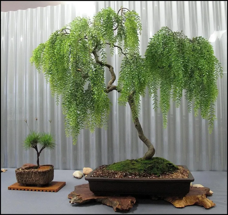 Weeping Willow Bonsai Tree Seeds – Grow Rare Elegance at Home