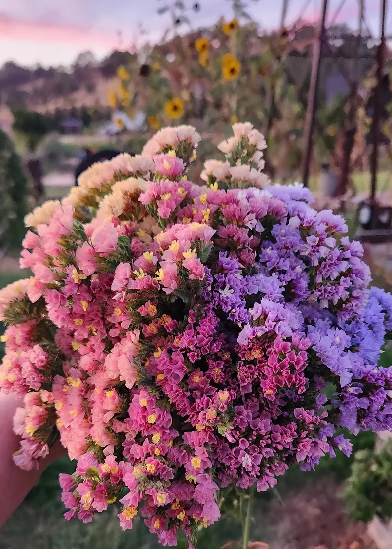 Starry Statice Seeds: Grow Your Own Celestial Garden