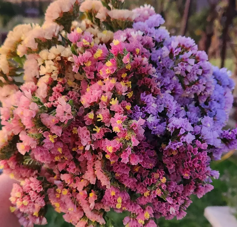 Starry Statice Seeds: Grow Your Own Celestial Garden