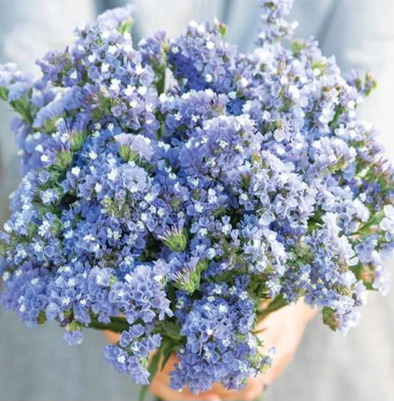 Starry Statice Seeds: Grow Your Own Celestial Garden
