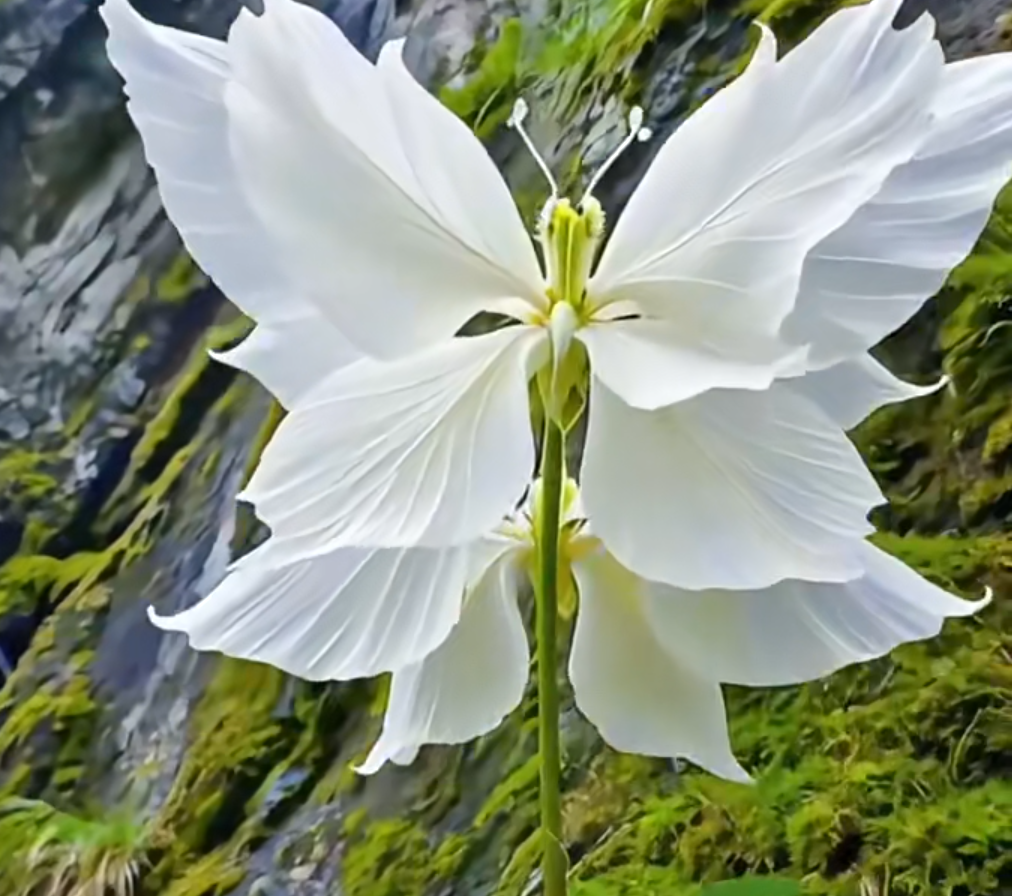 Magical Angel Butterfly Flower Seeds🦋