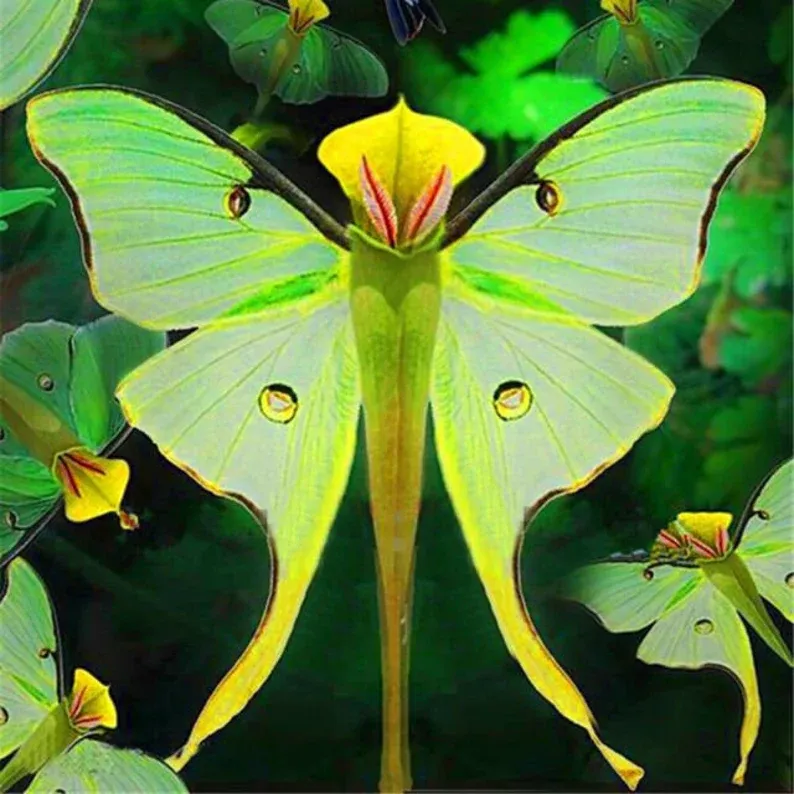 Magical Angel Butterfly Flower Seeds🦋