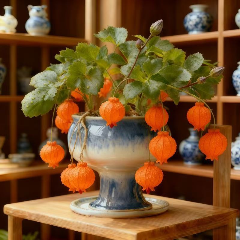 Lantern Flower Seeds🏮