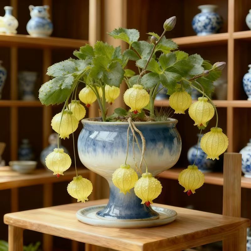 Lantern Flower Seeds🏮