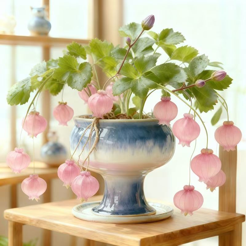 Lantern Flower Seeds🏮