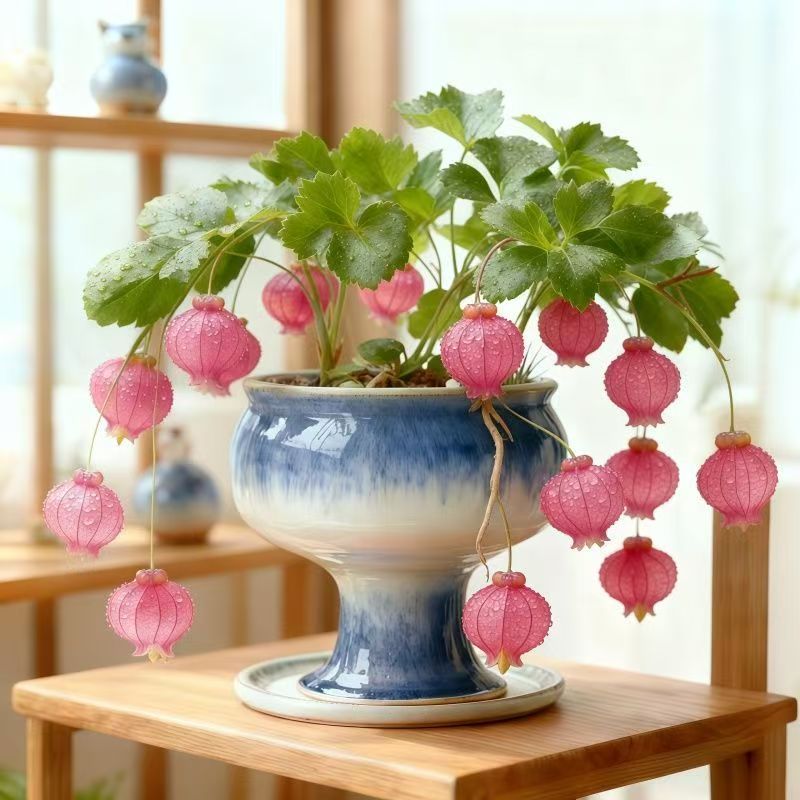 Lantern Flower Seeds🏮