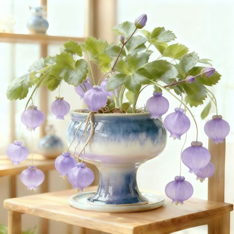 Lantern Flower Seeds🏮