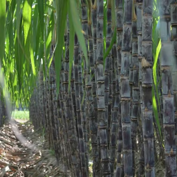 Sweet Harvest Starter Kit 🍃 Sugarcane Seeds