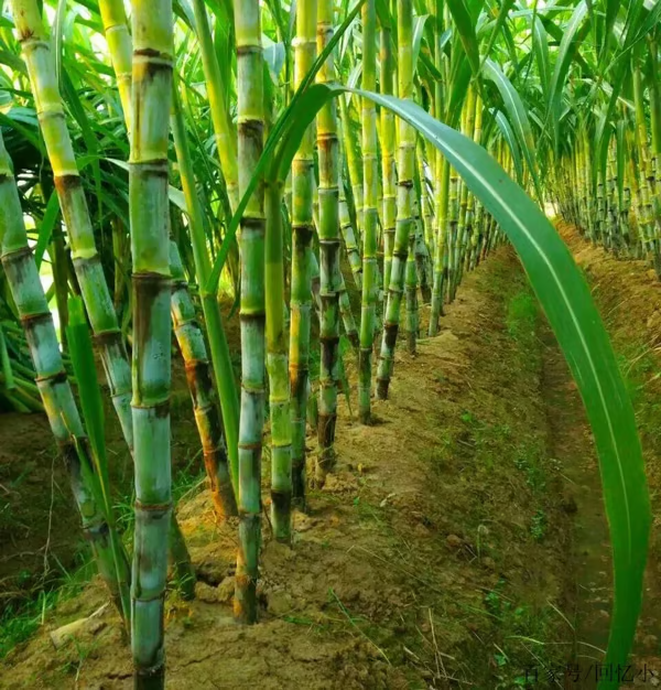 Sweet Harvest Starter Kit 🍃 Sugarcane Seeds