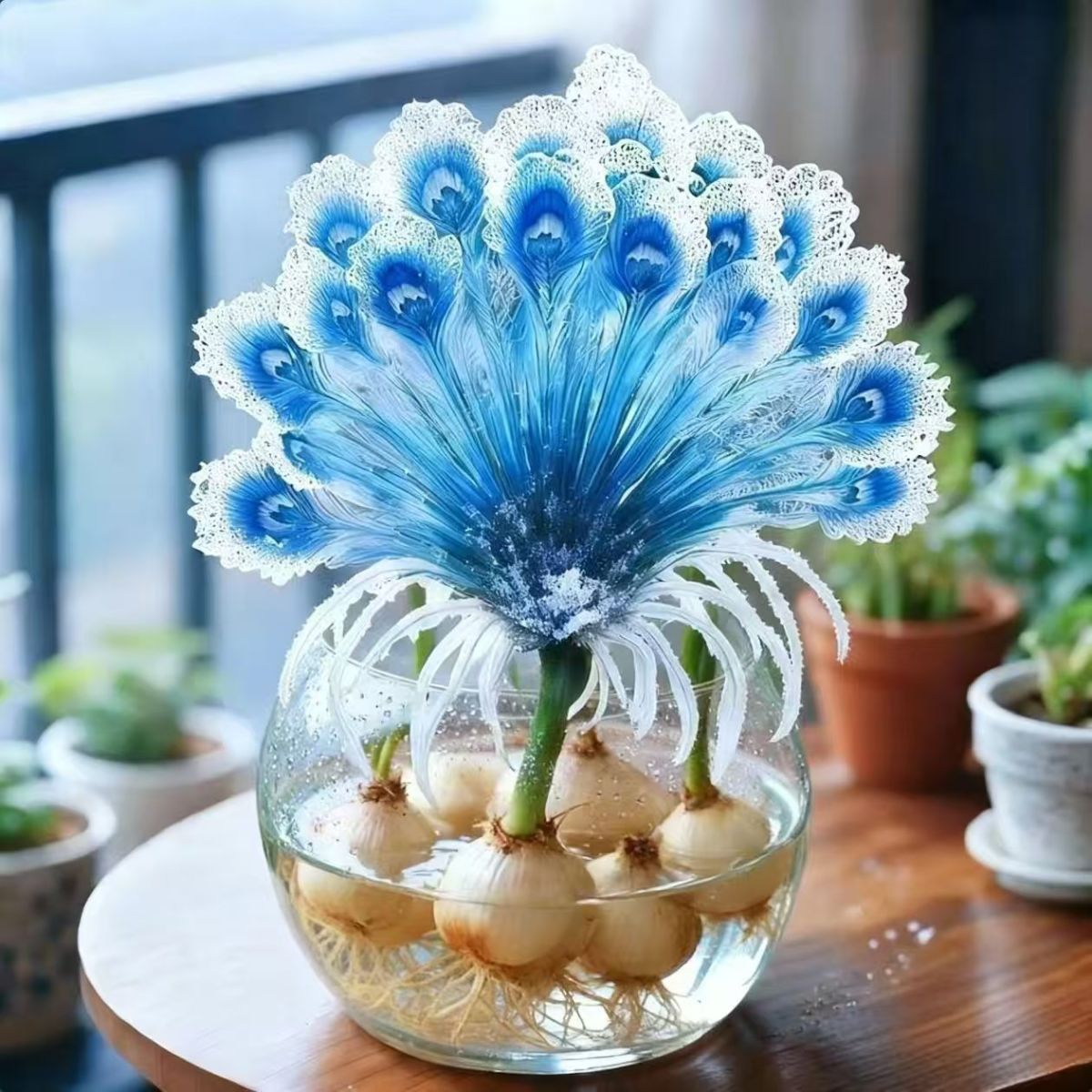 Phoenix Plume Flower Bulbs