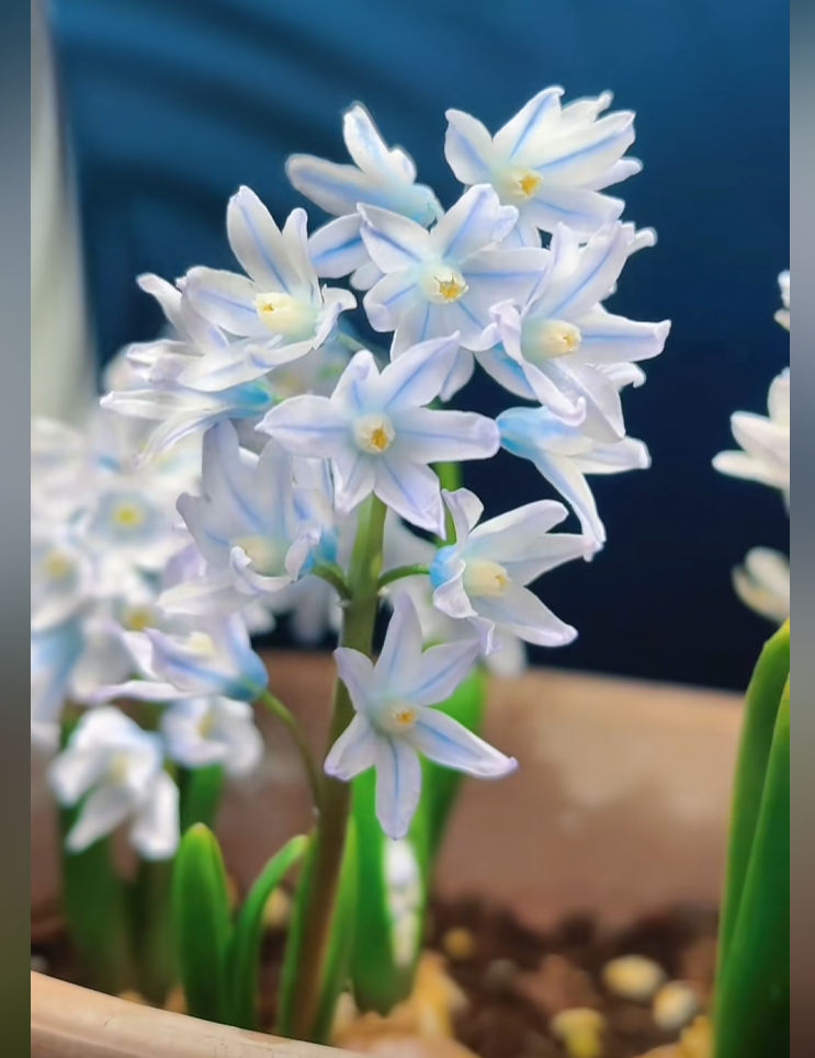 🌱 Blue-Striped Squill: Your Little Messenger of Hope & New Beginnings