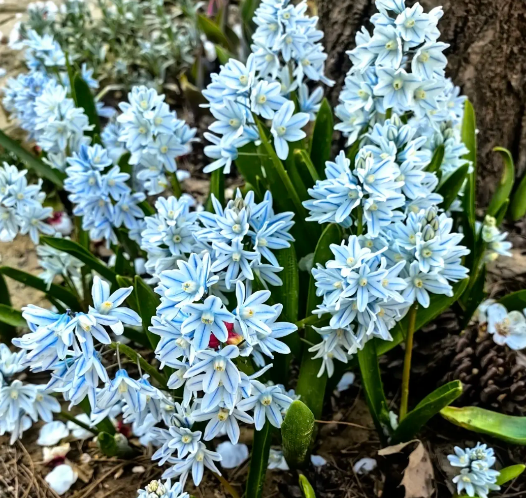 🌱 Blue-Striped Squill: Your Little Messenger of Hope & New Beginnings