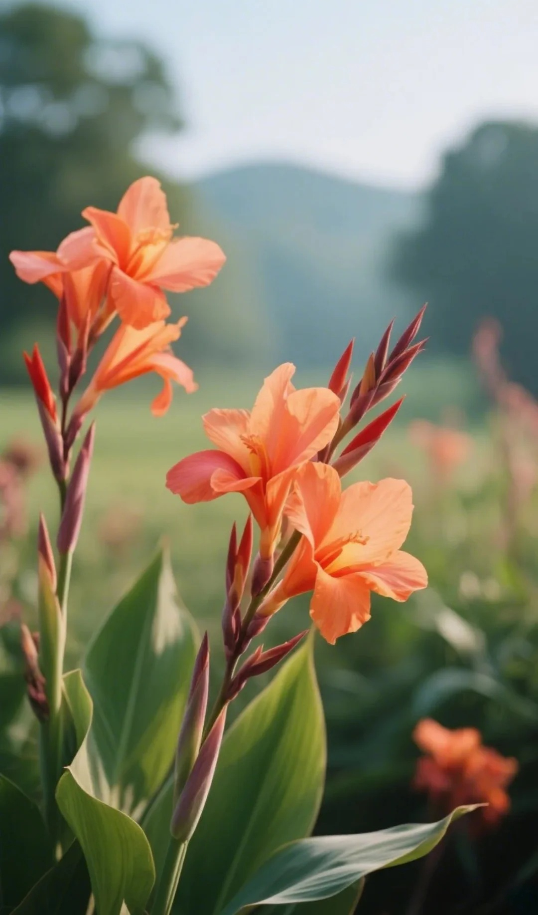 Canna Lily Seeds - Transform Your Garden with Vibrant Blooms 🌼