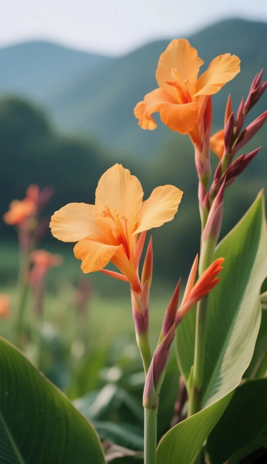 Canna Lily Seeds - Transform Your Garden with Vibrant Blooms 🌼