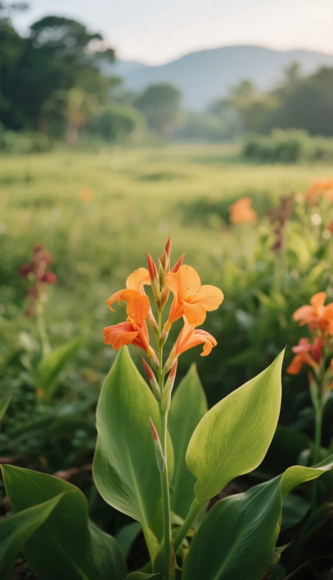 Canna Lily Seeds - Transform Your Garden with Vibrant Blooms 🌼