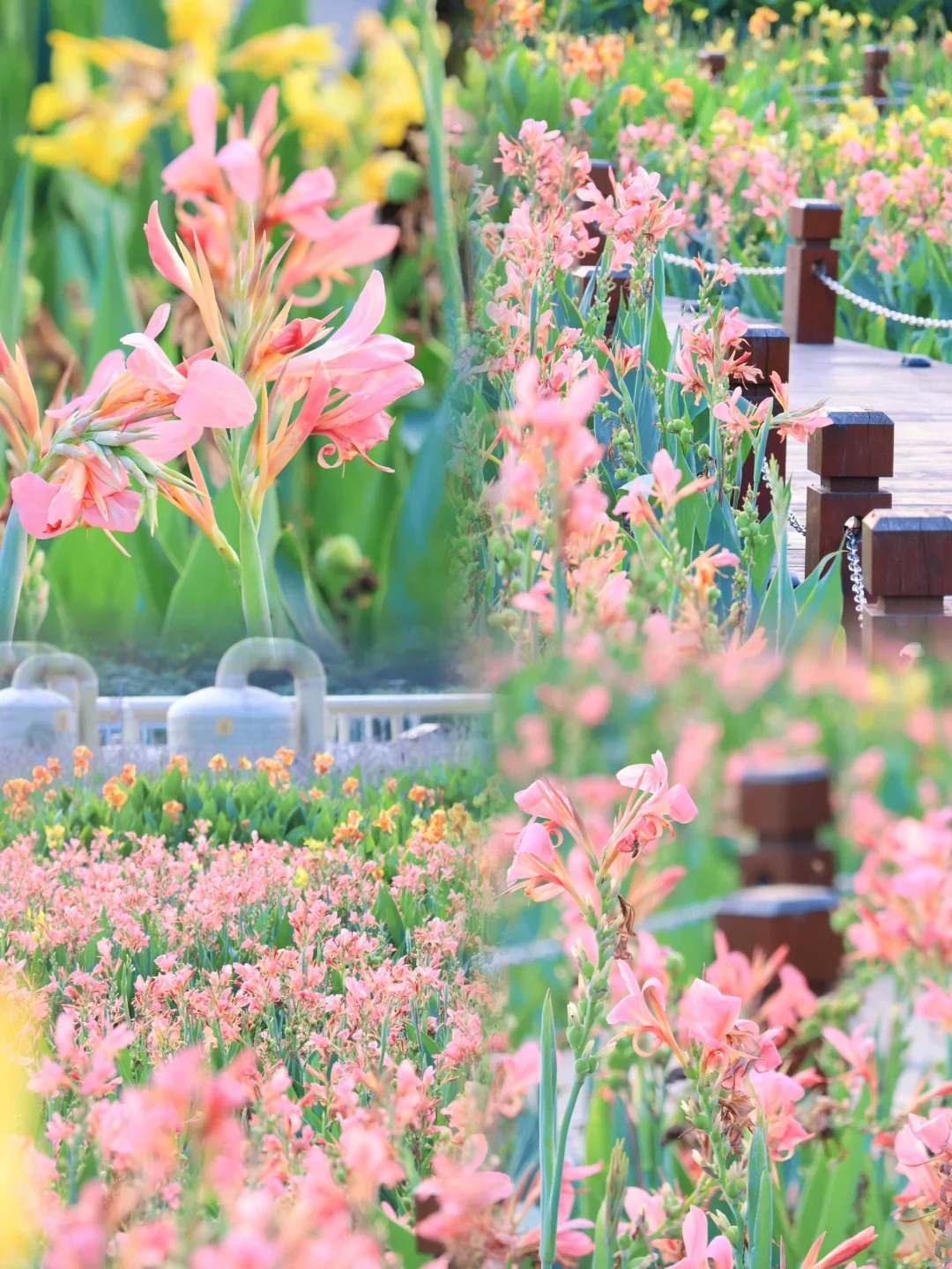 Canna Lily Seeds - Transform Your Garden with Vibrant Blooms 🌼