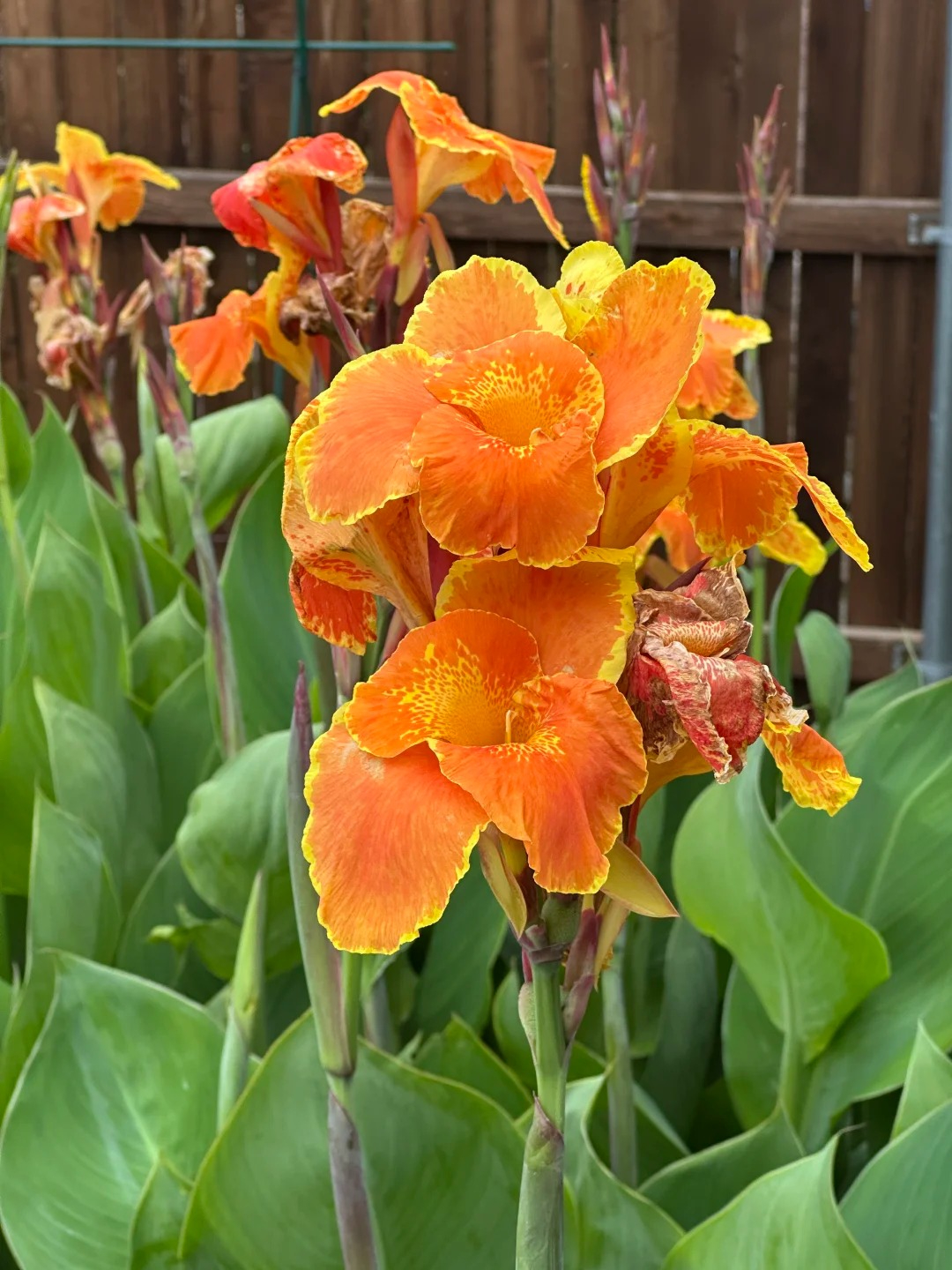 Canna Lily Seeds - Transform Your Garden with Vibrant Blooms 🌼