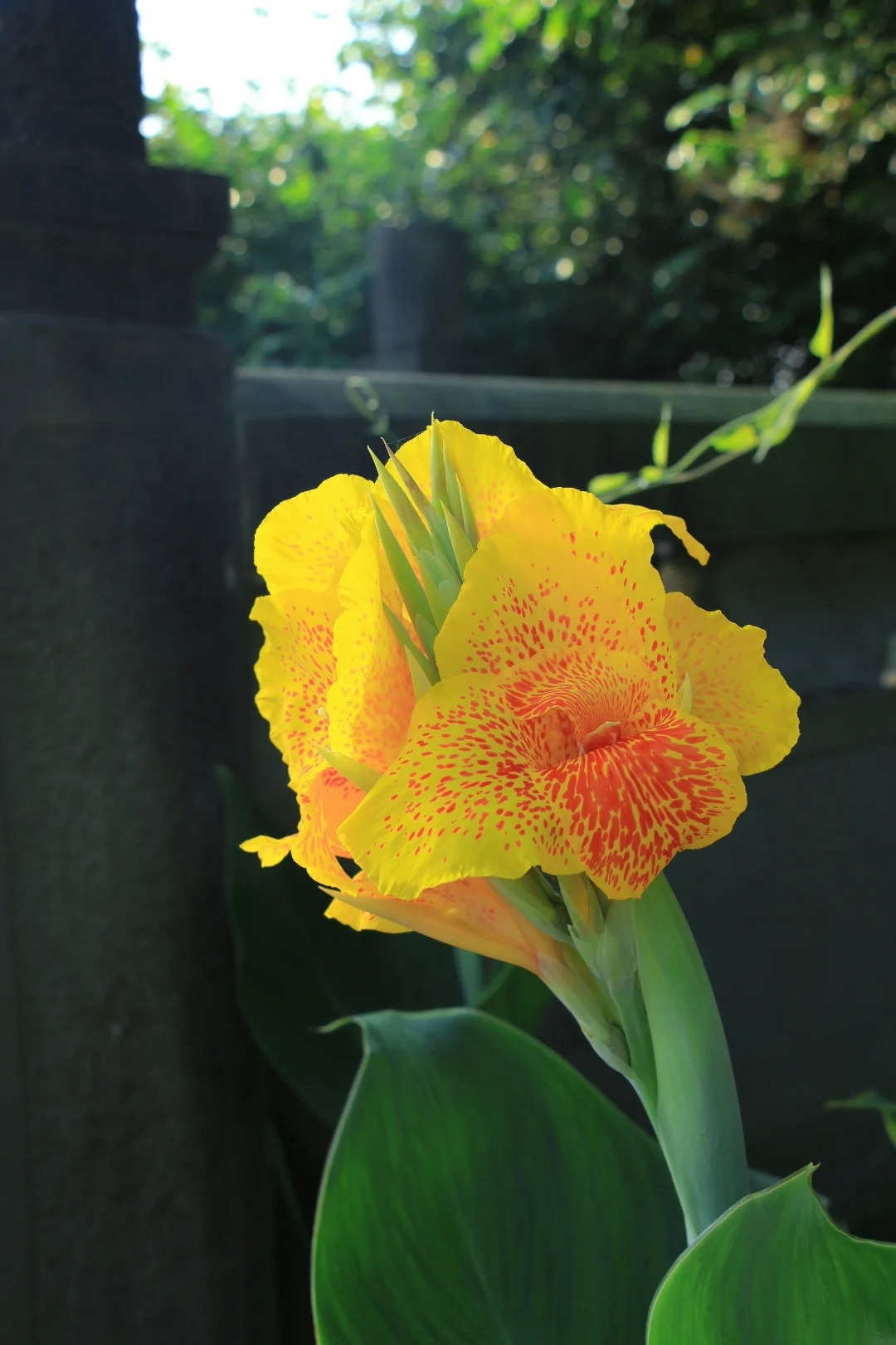 Canna Lily Seeds - Transform Your Garden with Vibrant Blooms 🌼