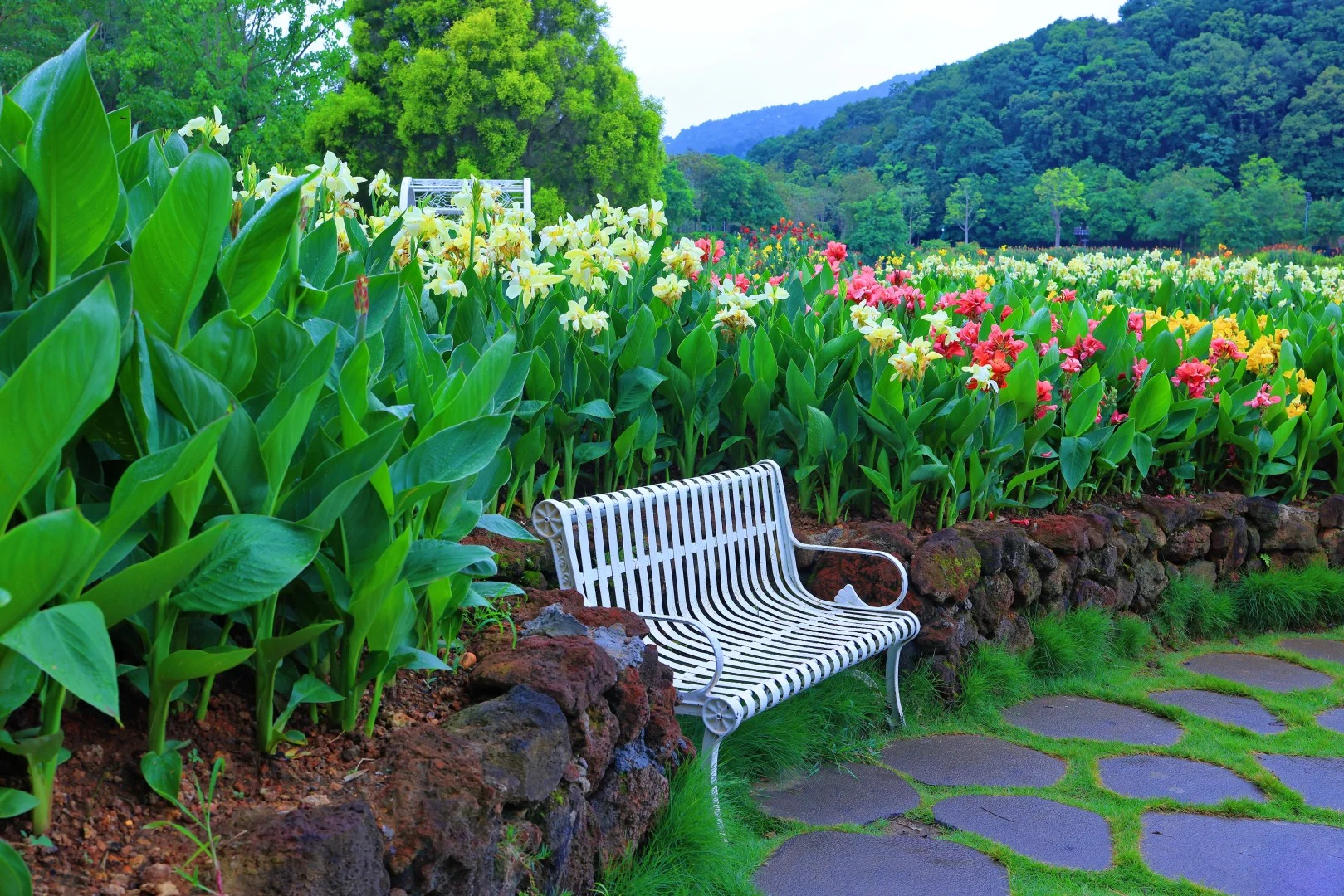 Canna Lily Seeds - Transform Your Garden with Vibrant Blooms 🌼