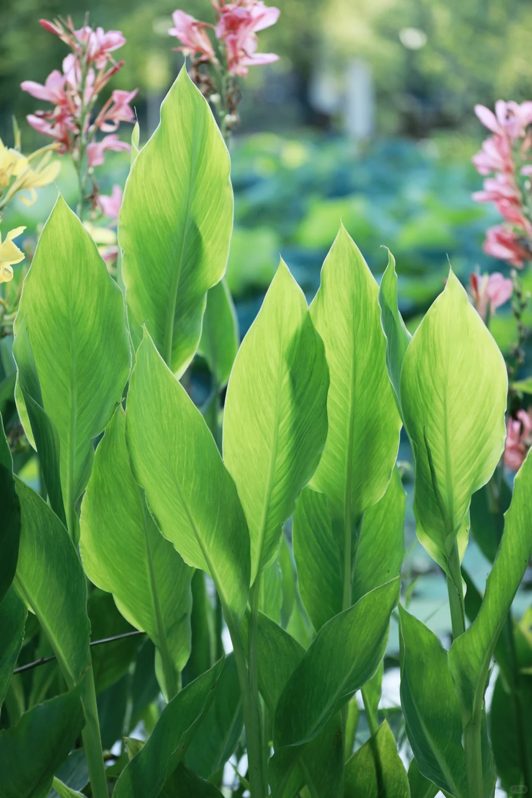Canna Lily Seeds - Transform Your Garden with Vibrant Blooms 🌼