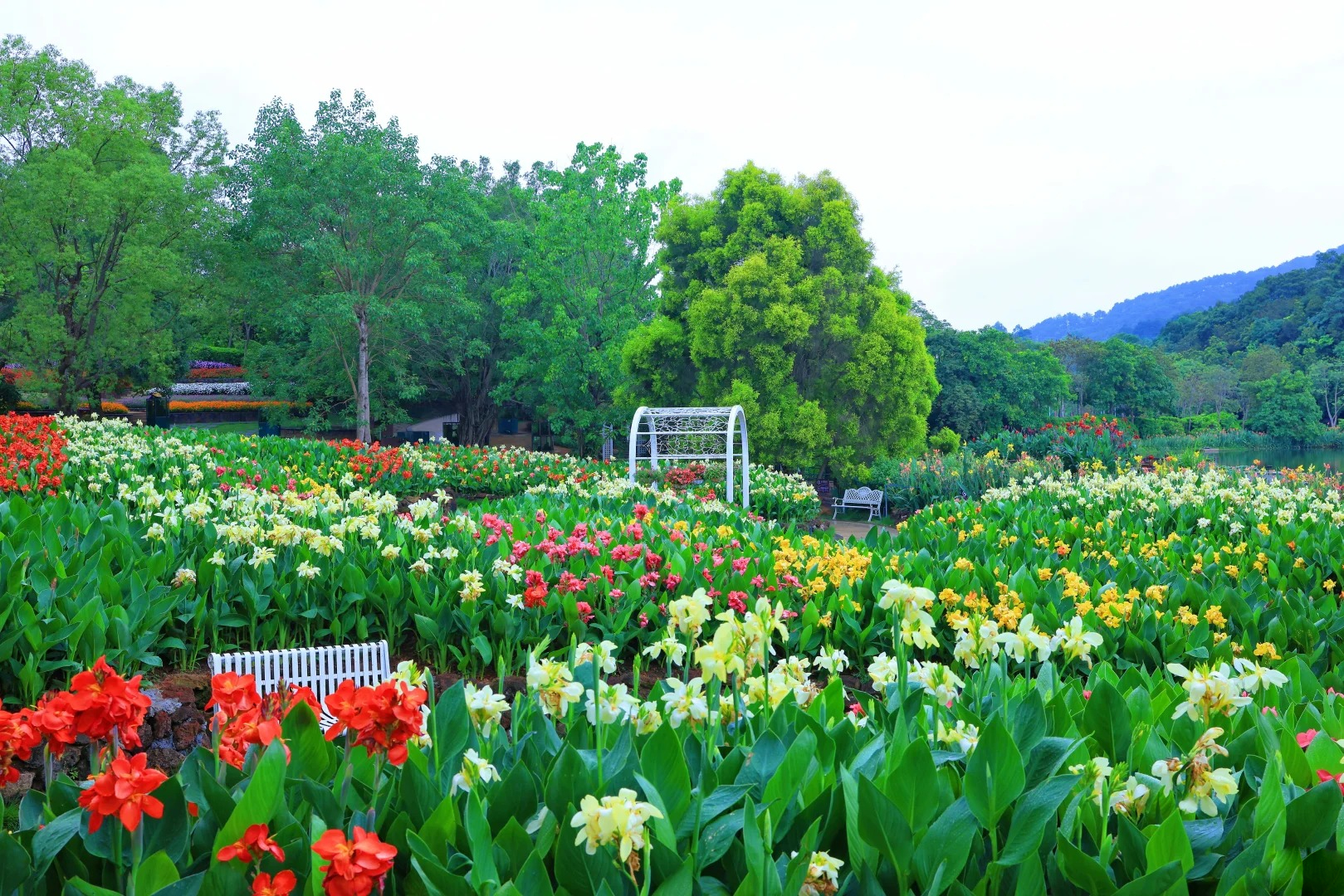 Canna Lily Seeds - Transform Your Garden with Vibrant Blooms 🌼