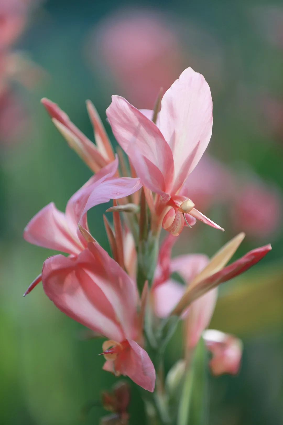 Canna Lily Seeds - Transform Your Garden with Vibrant Blooms 🌼