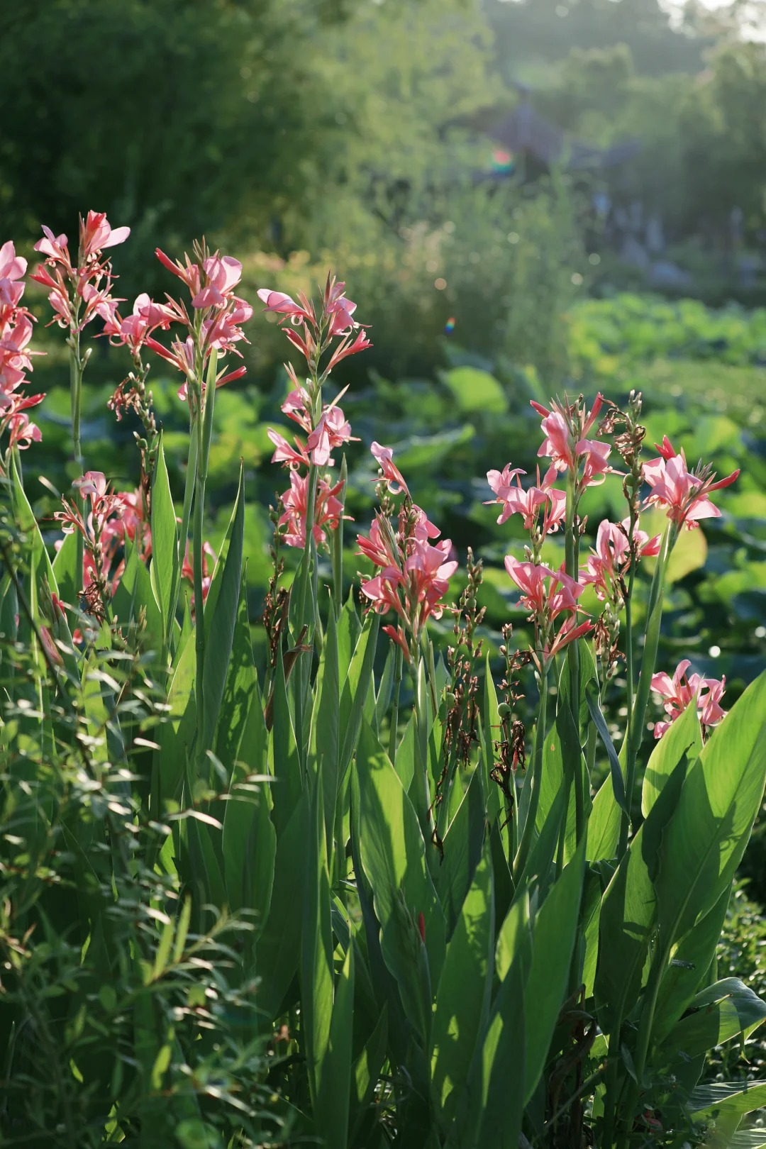 Canna Lily Seeds - Transform Your Garden with Vibrant Blooms 🌼