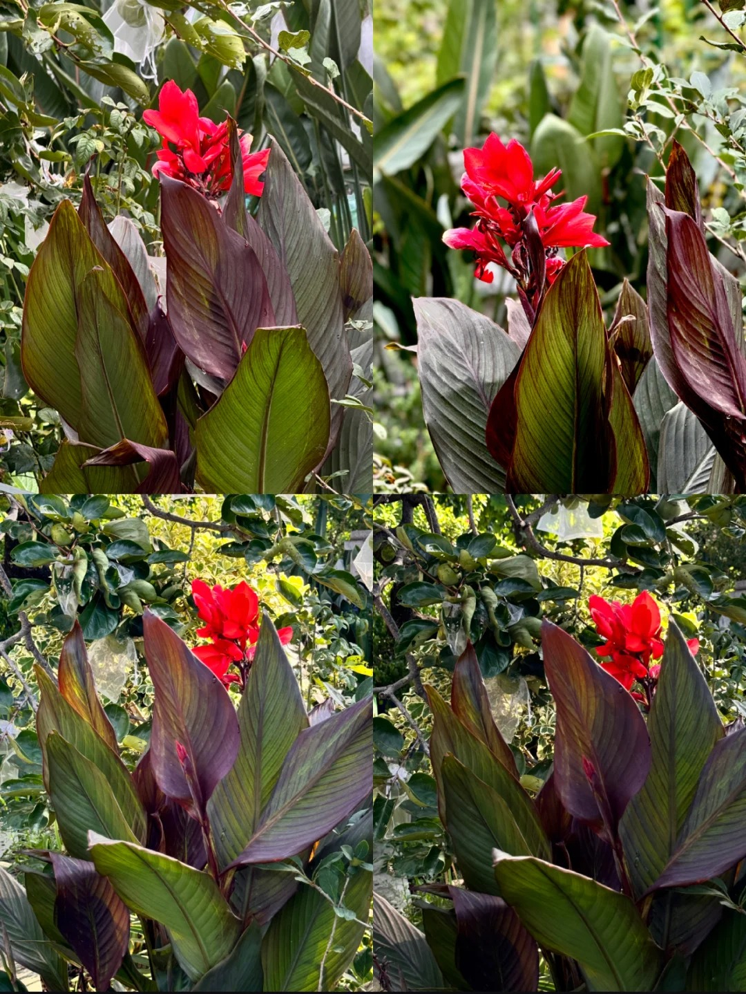 Canna Lily Seeds - Transform Your Garden with Vibrant Blooms 🌼