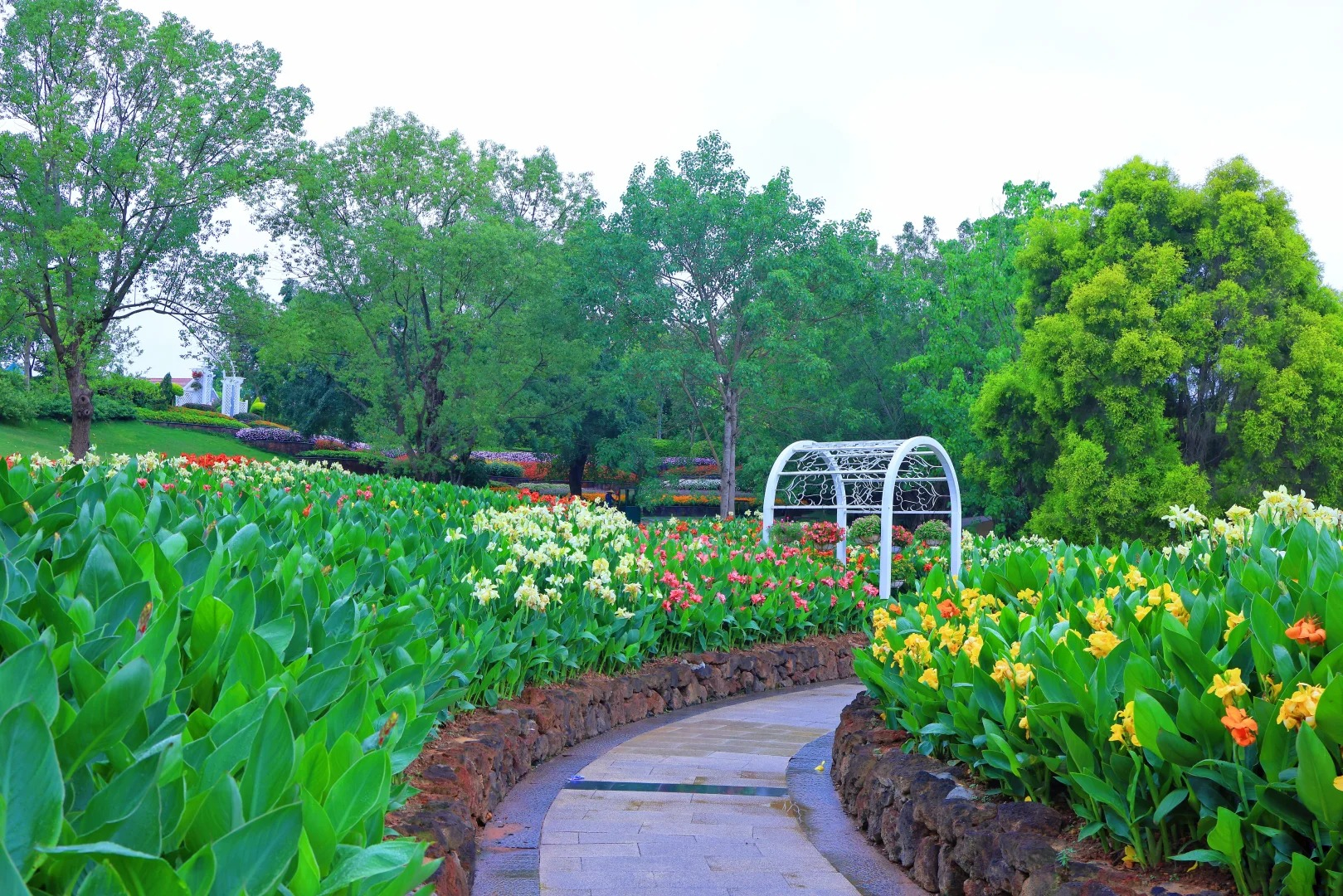 Canna Lily Seeds - Transform Your Garden with Vibrant Blooms 🌼