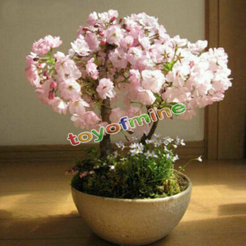 20PCS Cherry Bonsai Bonsai Tree Japanese New Blossoms Sakura seeds Flower Seeds