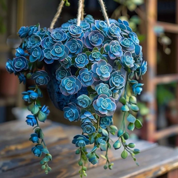 Blue Tassel Succulent Rose Seeds – Grow Your Own Enchanting Blue Blooms 🌿