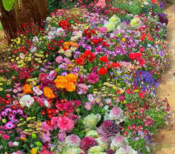 Mixed Perennial Flowers Seeds-Over 50 kinds mixed