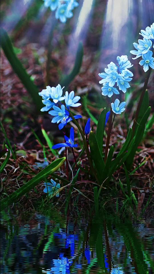🌱 Blue-Striped Squill: Your Little Messenger of Hope & New Beginnings