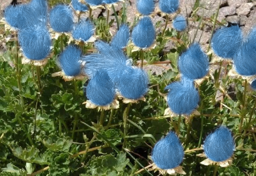 Blue Prairie Smoke Flower