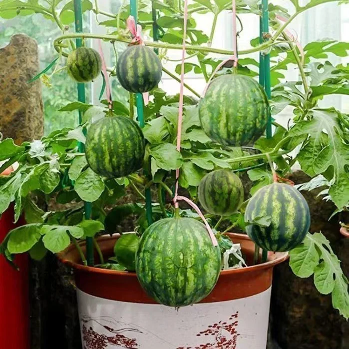 🍉Home Potted Ruby Watermelon Seeds